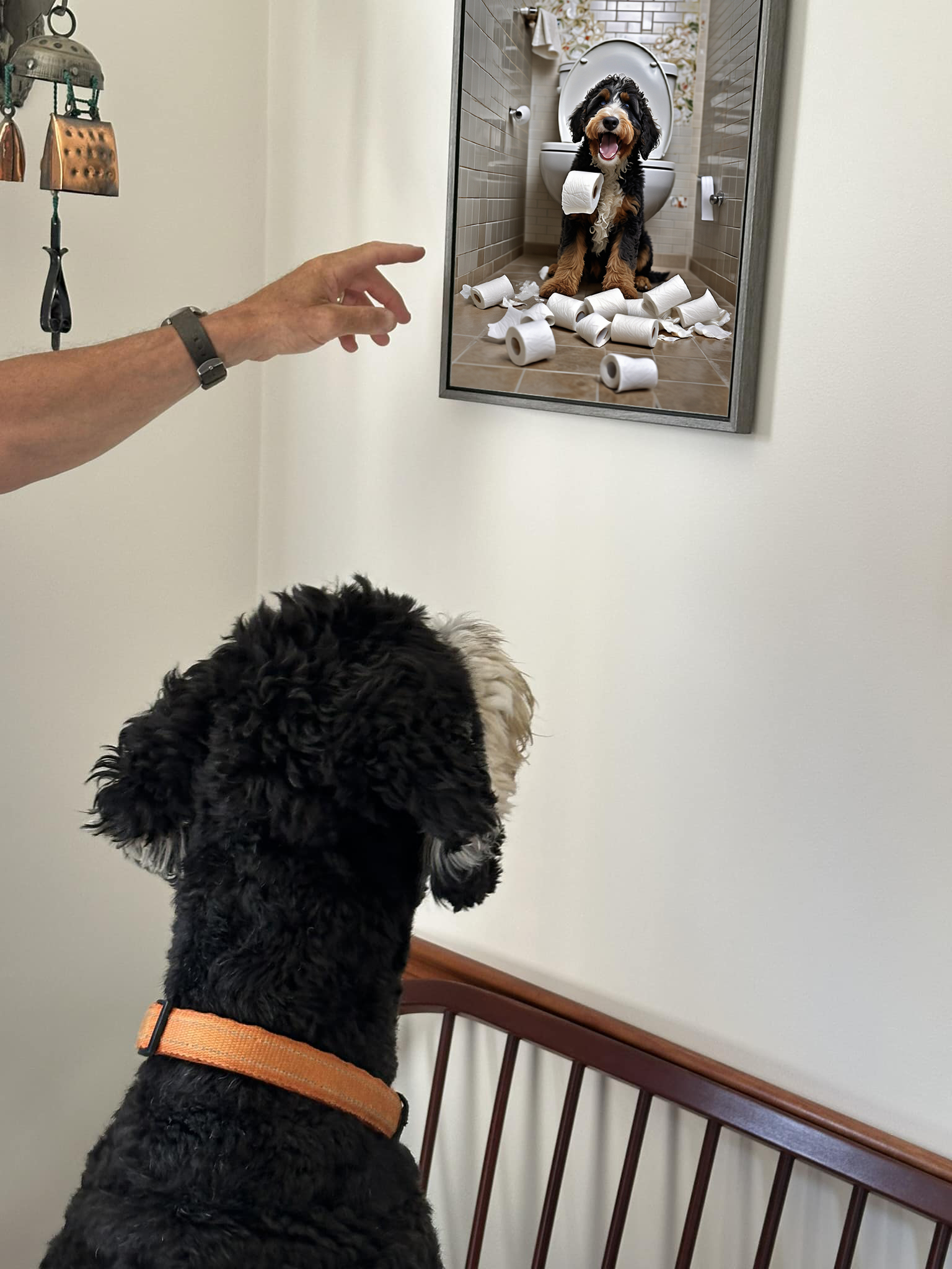 Home bernedoodles 22